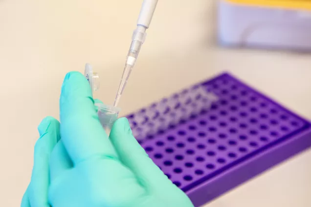 Image of scientist pipetting clear solution into tubes