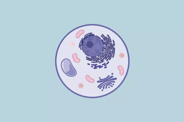 Single Cell