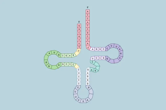 RNA