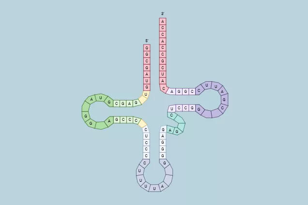 RNA