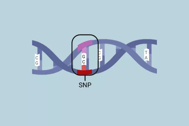 DNA double helix with SNP illustrated